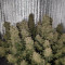 DDoS #33 Seeds (Herbies Seeds) - Cannabis Strain Seeds for Sale