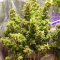Critical Kush Seeds (Barney's Farm)