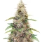 Amnesia Haze Autoflower Seeds (Herbies Seeds)