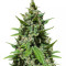 Auto Mix Pack #1 Feminized Seeds (Herbies Seeds)