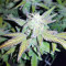 Auto Pineapple Express Seeds