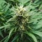 Graines de cannabis Automatic (Big Buddha Seeds)
