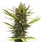 Blue Dream Seeds (Blimburn Seeds)