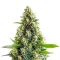 Bruce Banner Auto Seeds