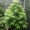 Bubblehead 13 (Big Head Seeds)