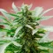 California Special Seeds
