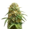 Graines de cannabis Candy Caramelo Auto (Zambeza Seeds)