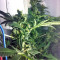 Graines de cannabis DJ’s Gold (DNA Genetics)