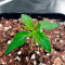 Gorilla Glue #4 (Herbies Seeds)