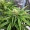 GMO Auto Seeds