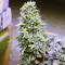 Hindu Kush Regular (Sensi Seeds)