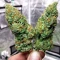 Nikki & Swami’s Lemon OG Seeds