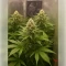 Graines de cannabis Northern Light (RQS)