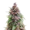 Graines de cannabis Oreoz (00 Seeds)