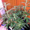 Graines de cannabis Stardawg (Blackskull Seeds)