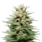 Super Lemon Haze CBD Seeds