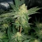 Super OG Kush Seeds