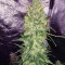 Semi femminizzati Trans Siberian Auto