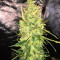 Trans Siberian Auto (Auto Seeds)