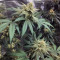 Wedding Cake feminized seeds (Original Sensible Seeds)
