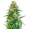 White Diesel Haze Automatic Seeds