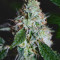 Sugar Bomb Punch feminized seeds