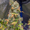 Grandaddy Purple (Herbies Seeds)