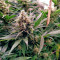 24K Gold (AKA Kosher Tangie) (DNA Genetics)