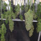 Blue Cheese Auto weed strain