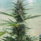 Auto Critical Soma Seeds