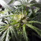 Auto Somango feminized seeds