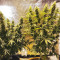 Bangi Haze x Ethiopian Seeds