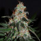 Blue Rhino Seeds