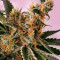 Bruce Banner Auto strain