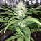 California Indica (Sensi Seeds)