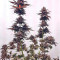 Chocolate Mint OG Seeds