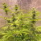 Dark Ghost Train Seeds