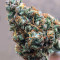 Dreamberry Auto feminized seeds