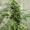 Fantasmo Express Auto Seeds