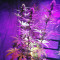 Girl Scout Cookies feminized seeds (Original Sensible Seeds)