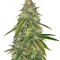 Graines de cannabis Girl Scout Cookies (Big Head Seeds)