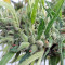 Malawi Regular (Ace Seeds)