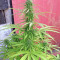 Northern Lights Seeds (Seedstockers)