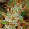Graines de cannabis Panama Haze (Ace Seeds)