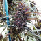 Purple Haze x Malawi Regular seeds