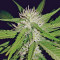 Sapphire OG Seeds
