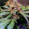 Semi femminizzati Sour Blues Auto