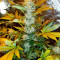 Semi femminizzati Sour Blues Auto