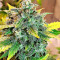 Sticky Fingers Autoflower (Seedstockers)