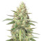 Graines de cannabis Strawberry Fields (Sagarmatha Seeds)